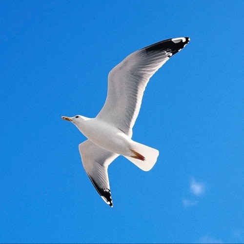 林三楓