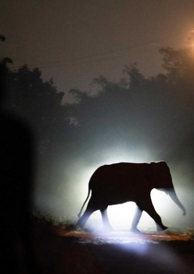 斯里蘭卡大象殺人事件