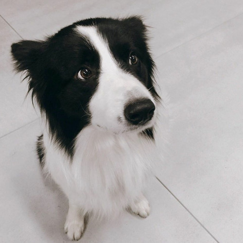 披著羊皮的小灰狼