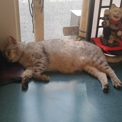 葉櫻