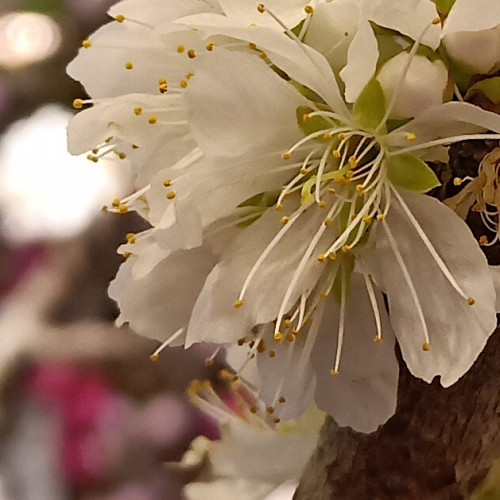 莫華小仙