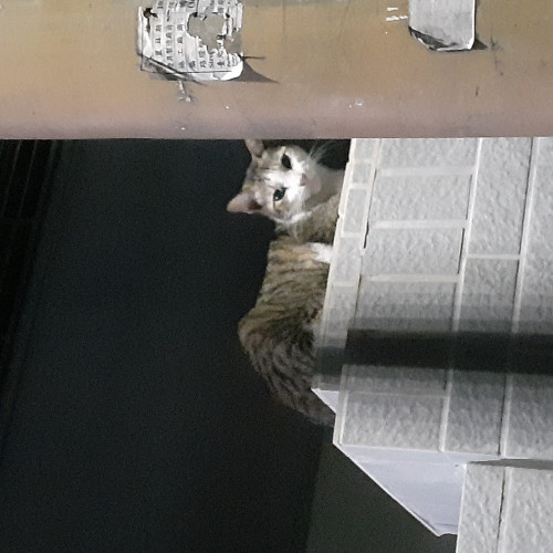 默
