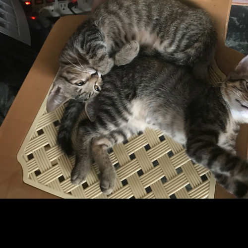 吳秋萍