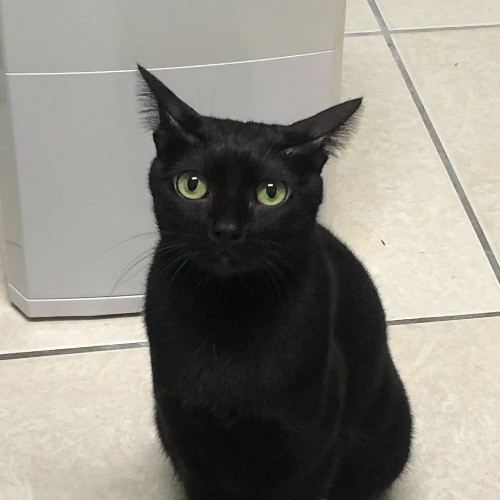 養一隻黑貓叫歐歐