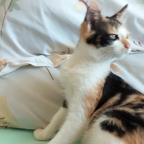 もな