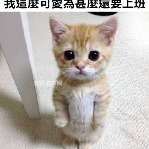 楊子晟