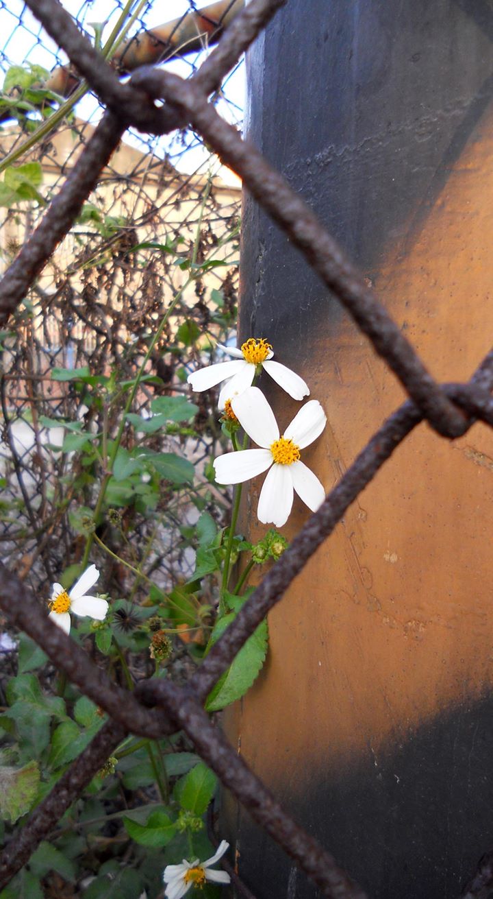 蕭湘評