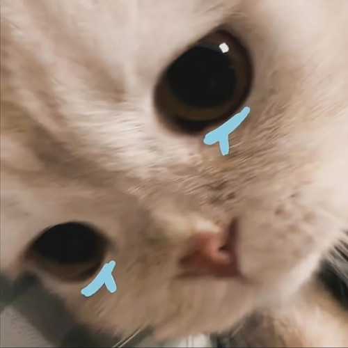 晚弋