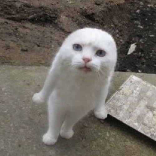 Wuuuuu
