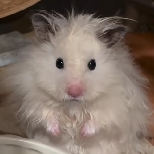 达尼