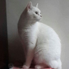 此生留凡