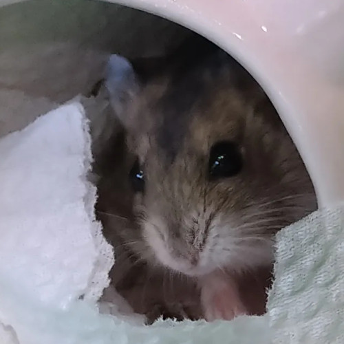 秋刀魚
