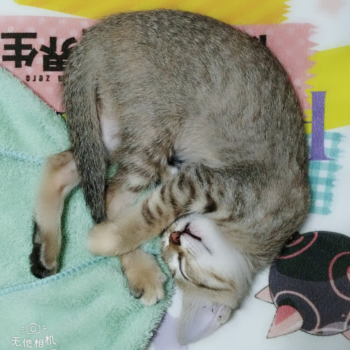 柒七