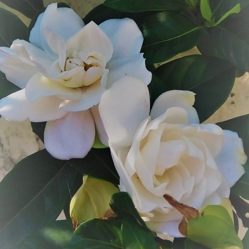 涵