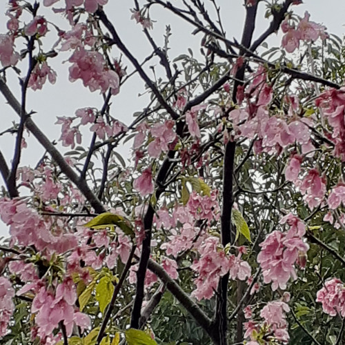 影雨