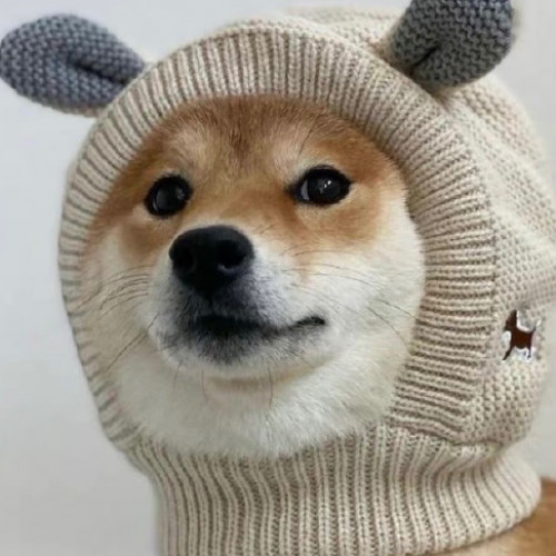 卫容羽歌