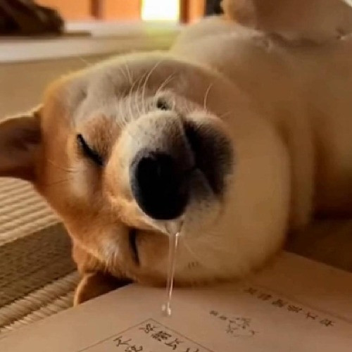倦犬Kenken