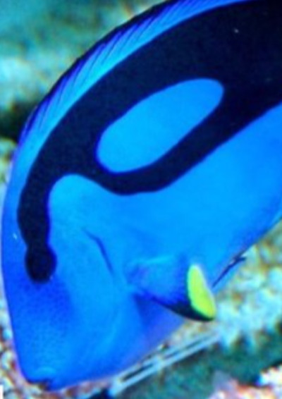 行動代號：刺尾魚