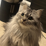 錢本冠諺