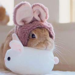 Bunny