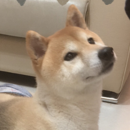 You子