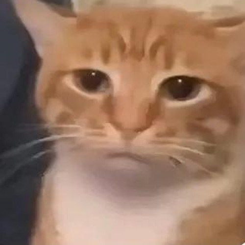 小狼