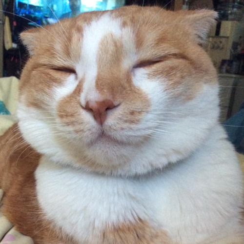 Mia Cat