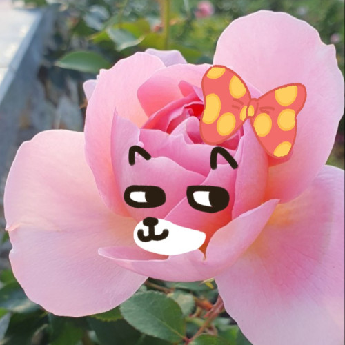 哈吉娜娜