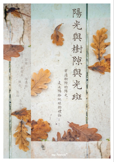 陽光與樹隙與光斑