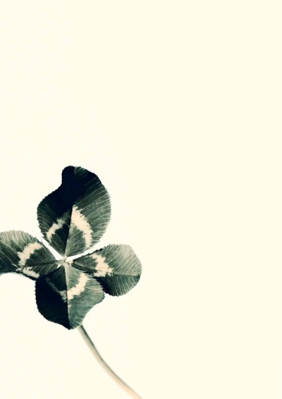 ［第五屆鏡文學筆武大會］四葉草